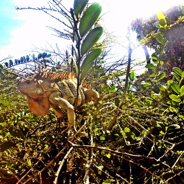 Iguana