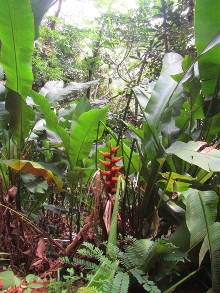 Dominica Birds of Paradise