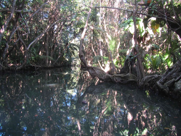 Dominica Indian River 2