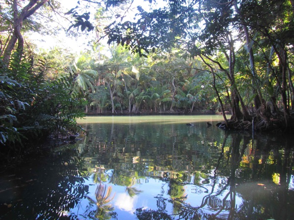 Dominica Indian River 3