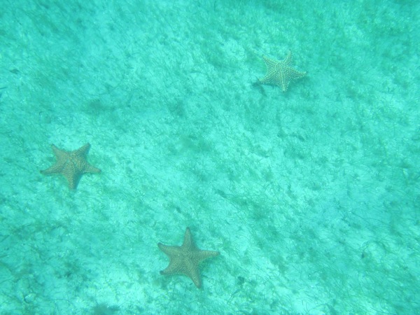 Starfish