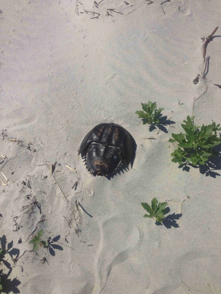 Arty  Horseshoe Crab