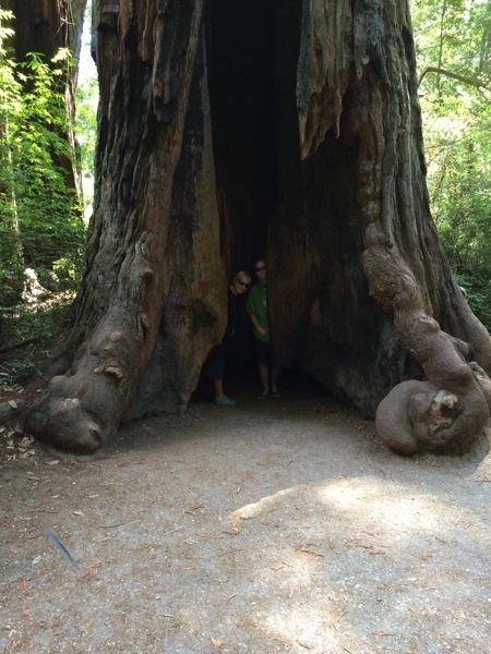 Giant Redwood
