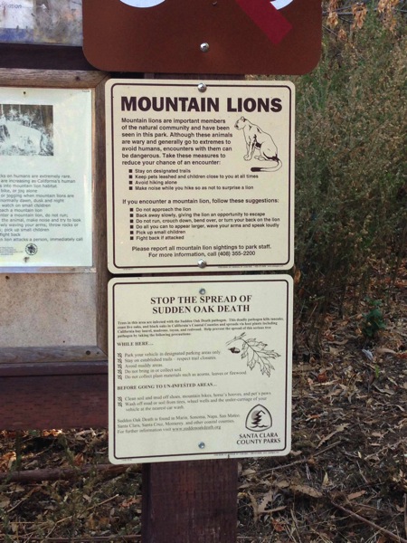 Mountain Lions