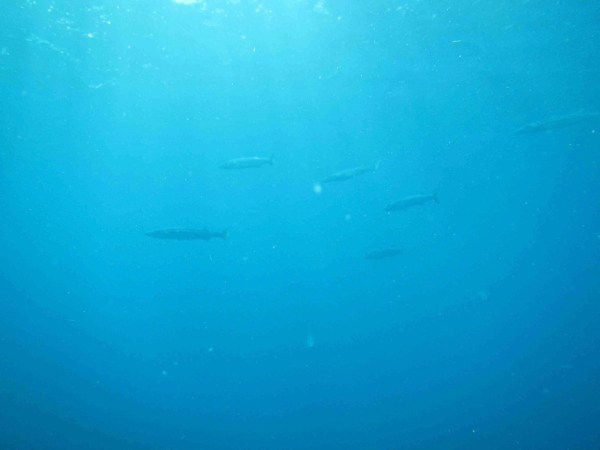 Barracuda Shoal