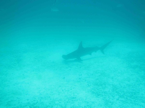 Hammerhead