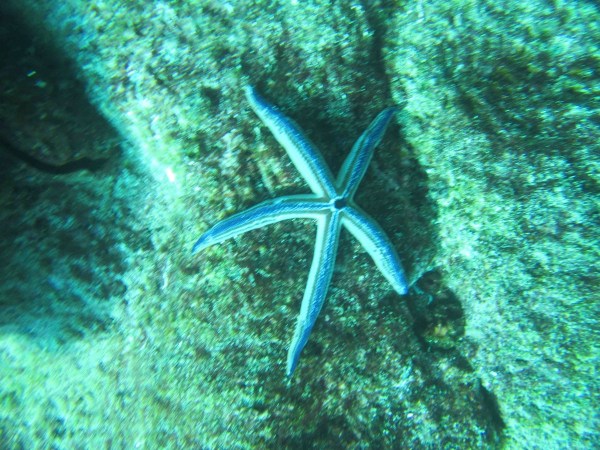 Starfish 3