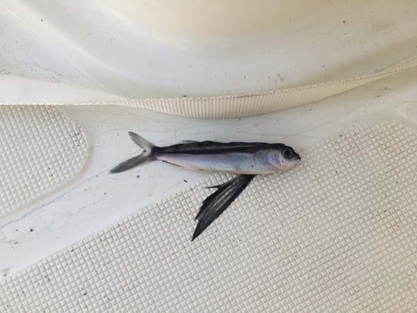Flying Fish