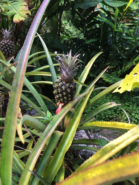 Pineapple