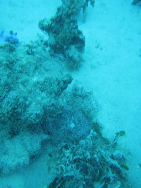 4 Stonefish 2