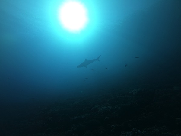 Diving  Night shark