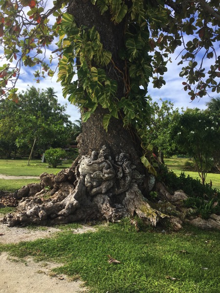 Fakarava  funny tree 2