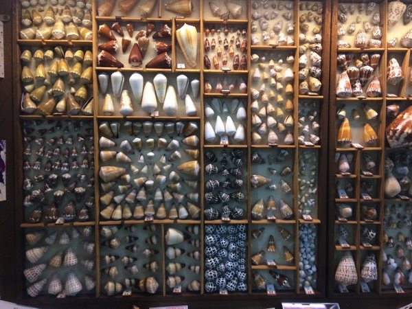 Shell Museum