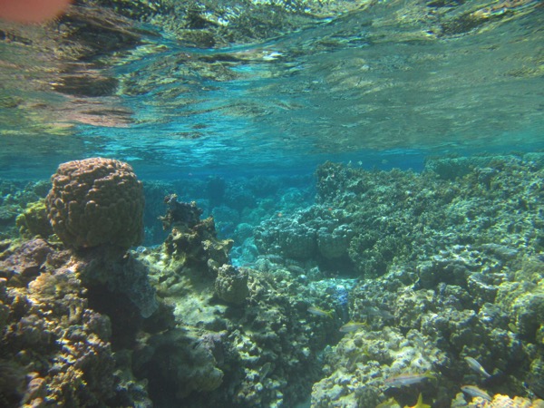 Coral garden 3