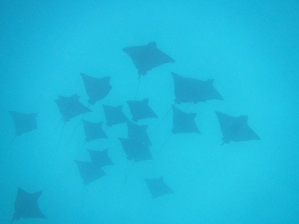 Eagle Rays 1